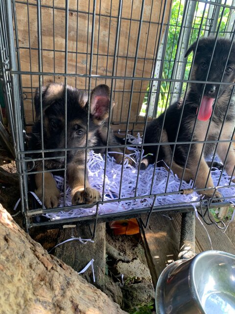 Purebred German Shepherd Pups Available