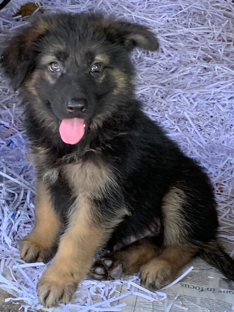 Purebred German Shepherd Pups Available