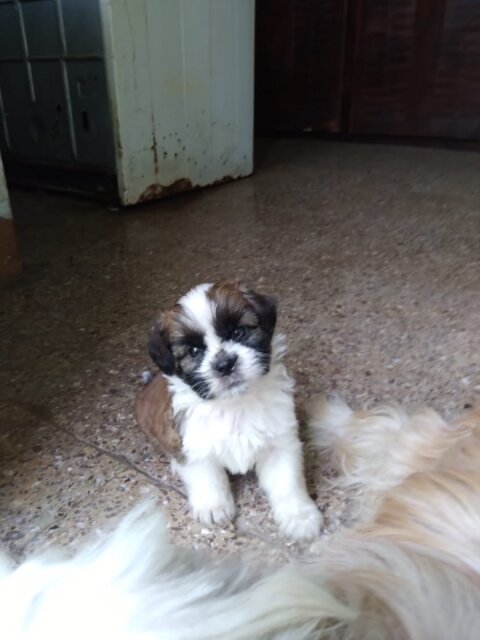 Shihtzu Mix With Poodle