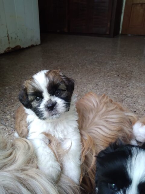 Shihtzu Mix With Poodle