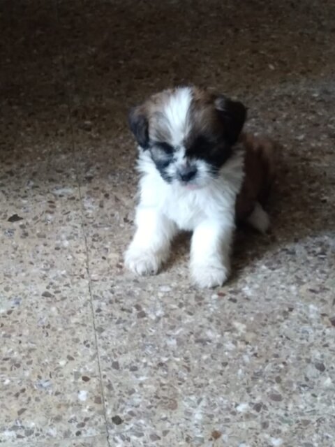 Shihtzu Mix With Poodle