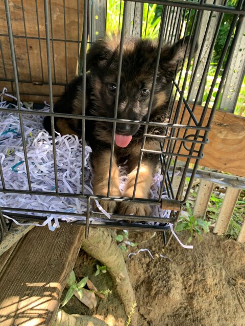 German Shepherd Puppy's