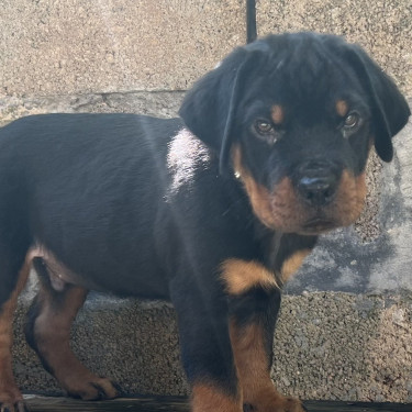 Registered Rottweiler Pups For Sale