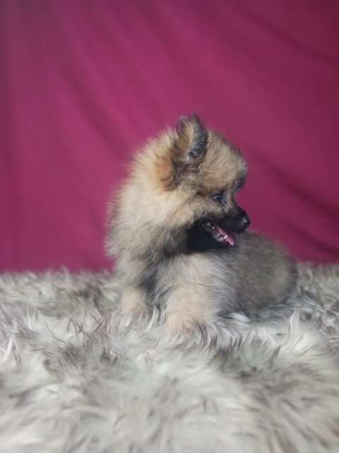 95% Pomeranian Shihtzu Mix Puppies