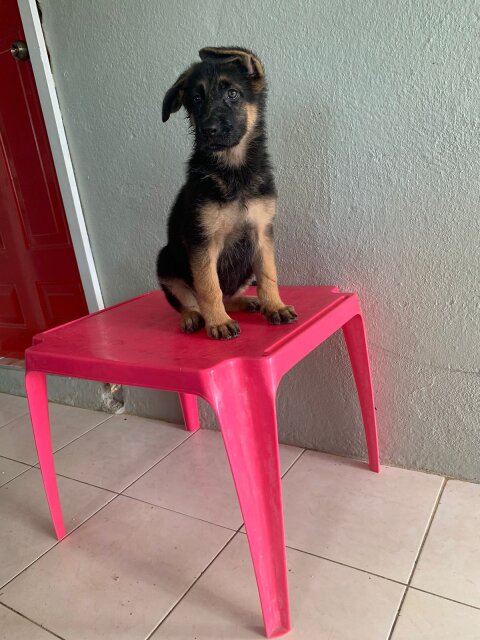 German Shepherd Puppy's Available Male And Female