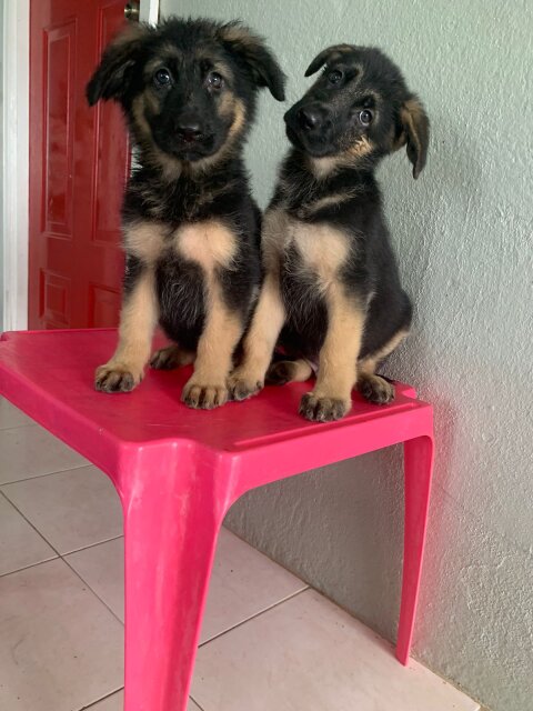 German Shepherd Puppy's Available Male And Female