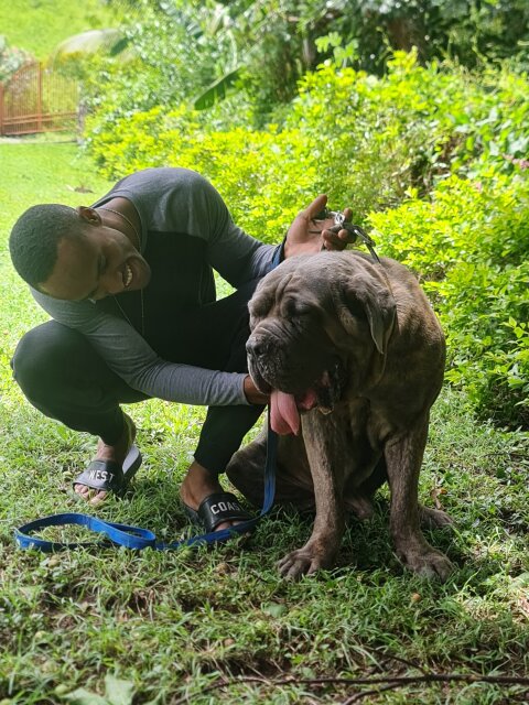 Mastiff Pups