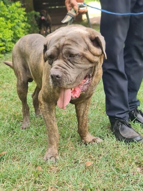 Mastiff Pups