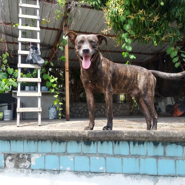 Mix Breed Adult Male.