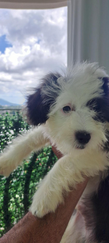 Shihtzu- Pom And Cocker Spaniel Mix Pups For Sale