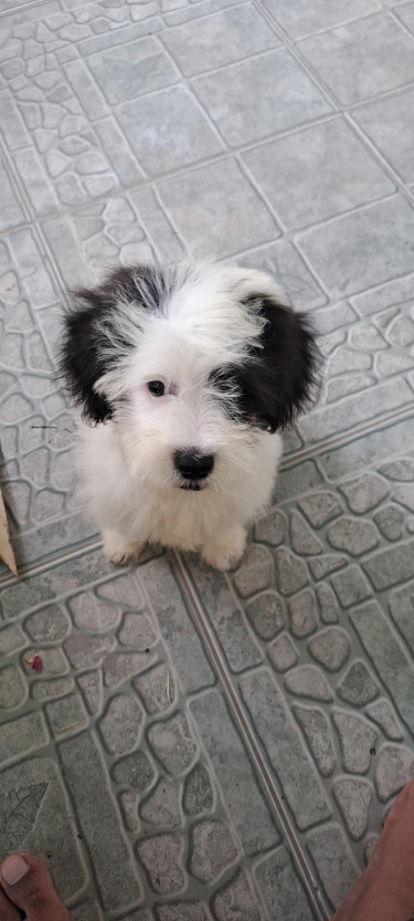 Shihtzu- Pom And Cocker Spaniel Mix Pups For Sale