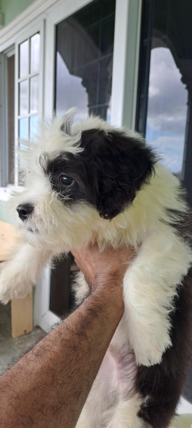 Shihtzu- Pom And Cocker Spaniel Mix Pups For Sale