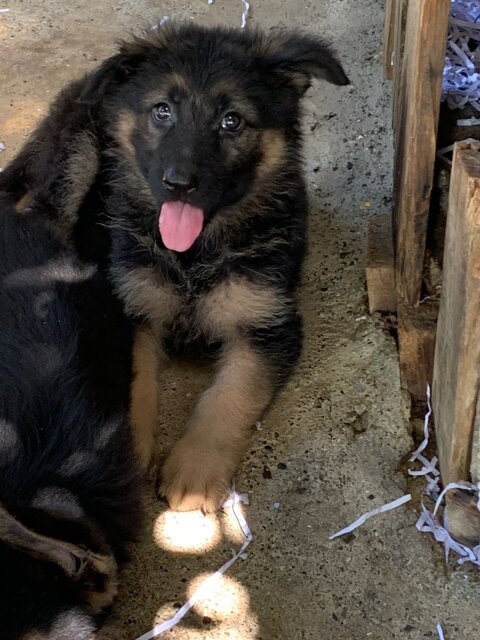 10 Weeks German Shepherd Pups