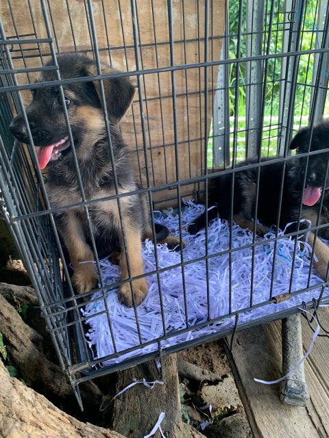 10 Weeks German Shepherd Pups