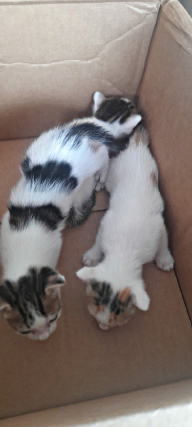 3 Young Cats White (Healthy) Selling For 8,500 One