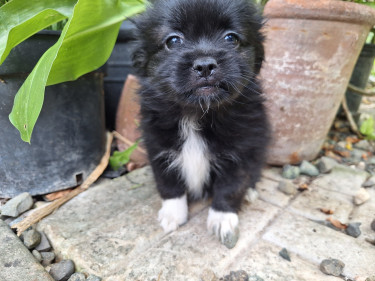 Shi Pom Cocker Spaniel Puppies