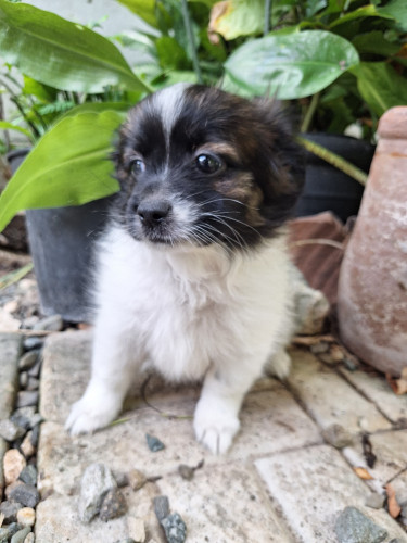 Shi Pom Cocker Spaniel Puppies