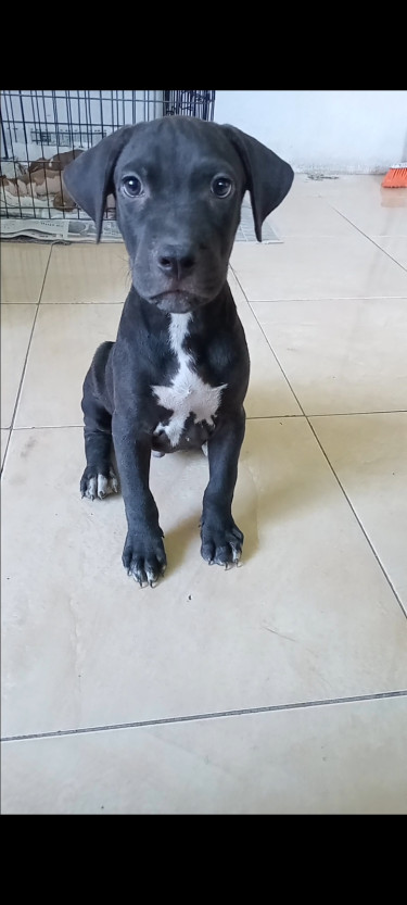 Vaccinated Male Pitbull Puppy 