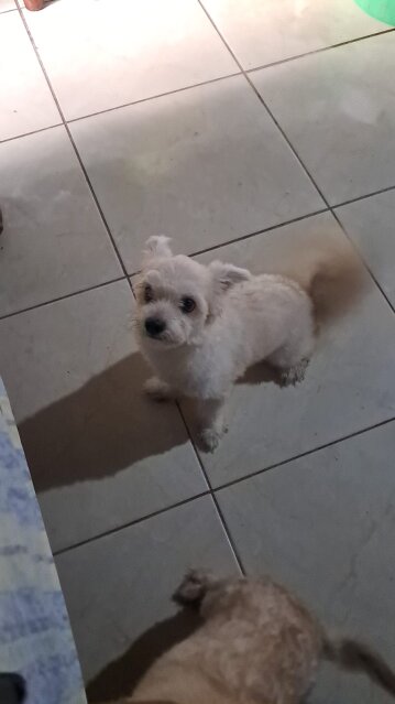 Adult Female Shihtzu X Pomeranian