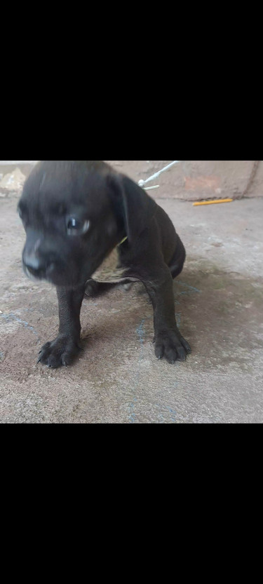 Pitbull /catahoula Puppy 