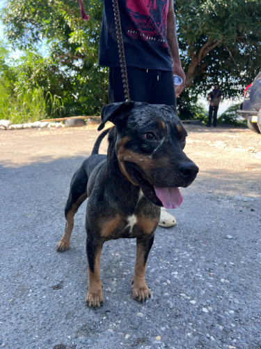 Pitbull /catahoula Puppy 