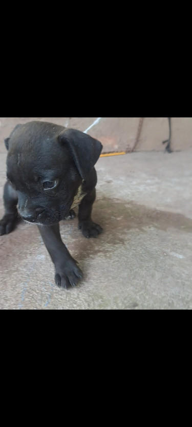 Pitbull /catahoula Puppy 