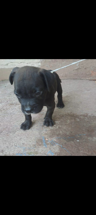 Pitbull /catahoula Puppy 