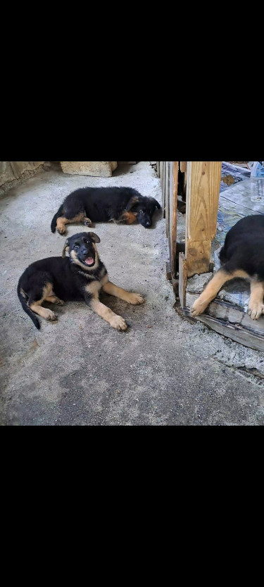 Full Bred German Shepherd Puppies 