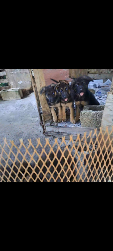 Full Bred German Shepherd Puppies 