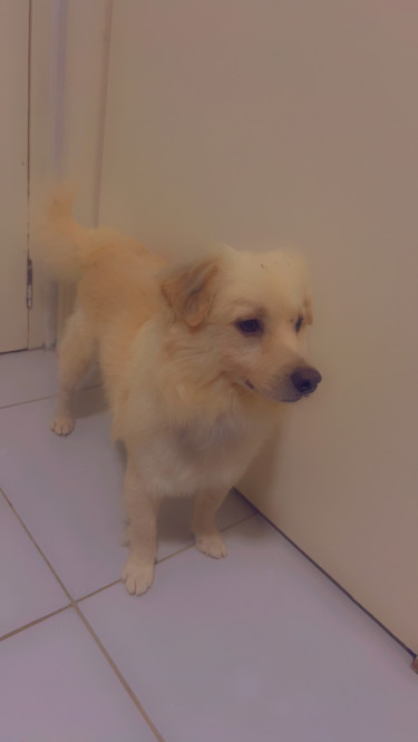 Male Pomeranian Mix 