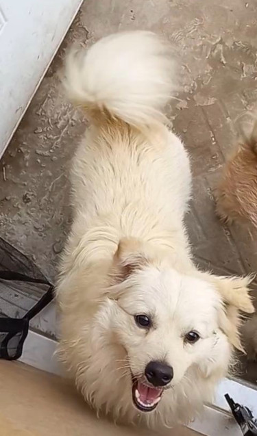 Male Pomeranian Mix 