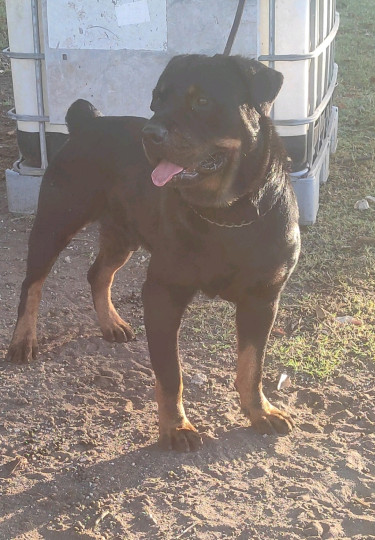 Male Registered Rottweiler 