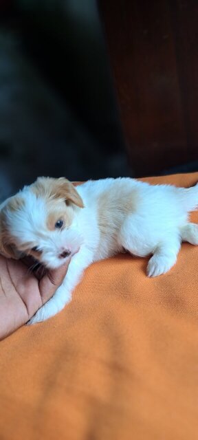 Shihtzu-Pomeranian Mix