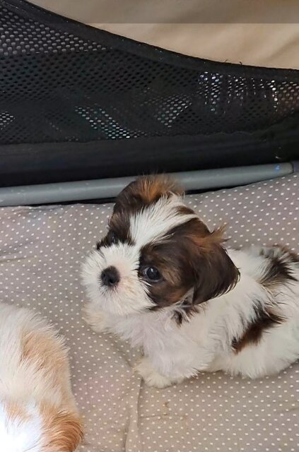 Shihtzu-Pomeranian Mixx