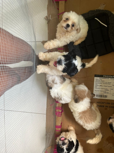 Shih Tzu Pomeranian Pups