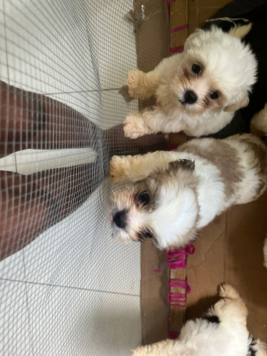 Shih Tzu Pomeranian Pups