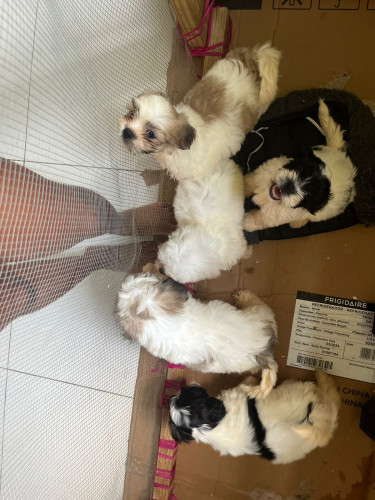 Shih Tzu Pomeranian Pups