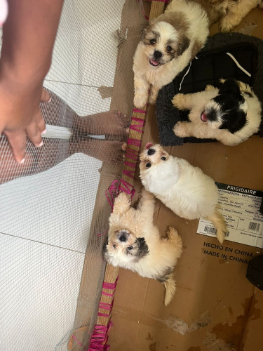 Shih Tzu Pomeranian Pups