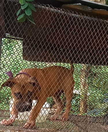 4month Old Bully Pup(Female)