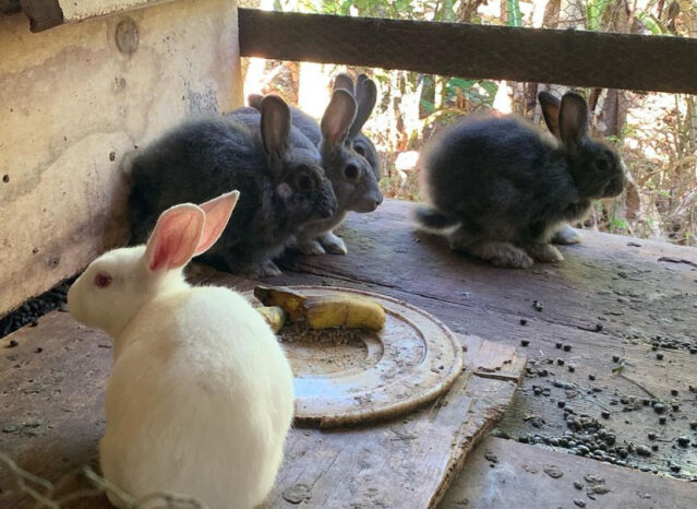 New Zealand White Rabbits