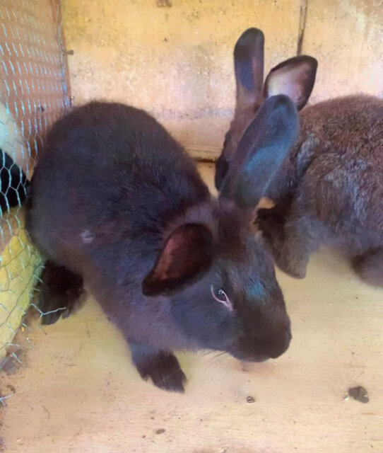 New Zealand White Rabbits