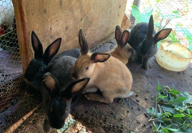 New Zealand White Rabbits