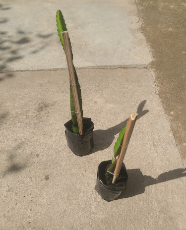 Dragon Fruit Plants Rooted Available 