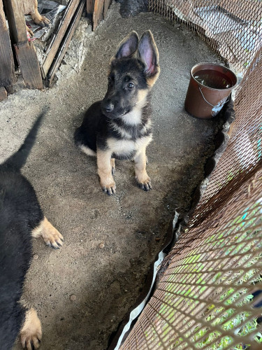 Pure Bred German Shepherd Puppies 