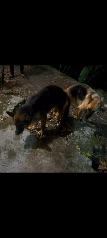 Pure Bred German Shepherd Puppies 