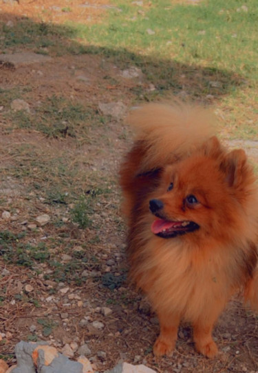 Adult Male Purebred Pomeranian 