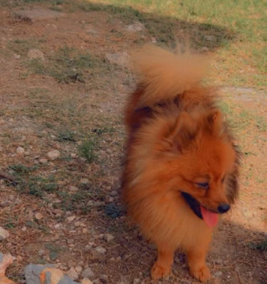 Adult Male Purebred Pomeranian 