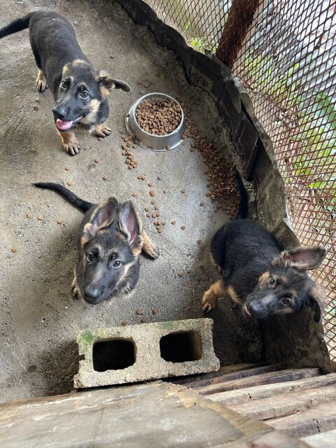 German Shepherd Puppy's