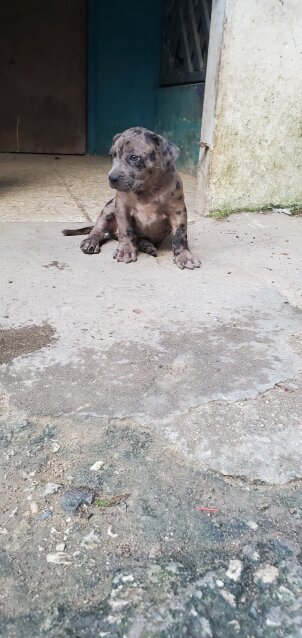 Pitbull Puppy