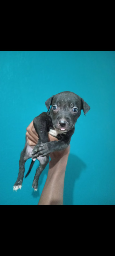 Adorable Purebred Pitbull Puppies 